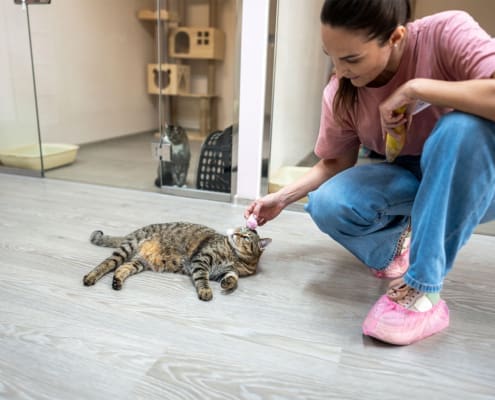 Tiernotfallkarte24-Tierpensionen und mobile Tierbetreuer