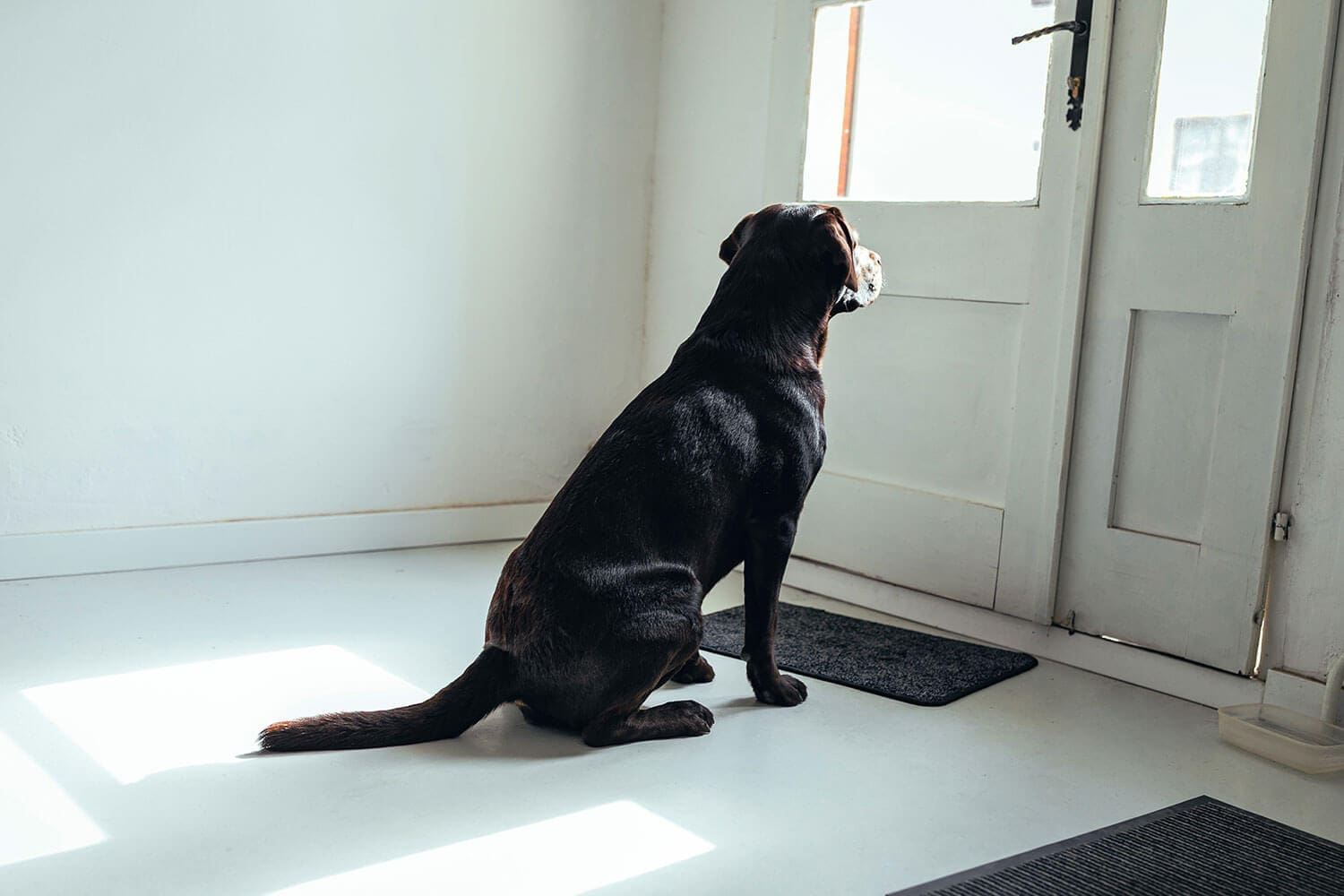 Tiernotfallkarte24-Tier-allein-zuhause Tiernotfallkarte24-Tier-allein-zuhause